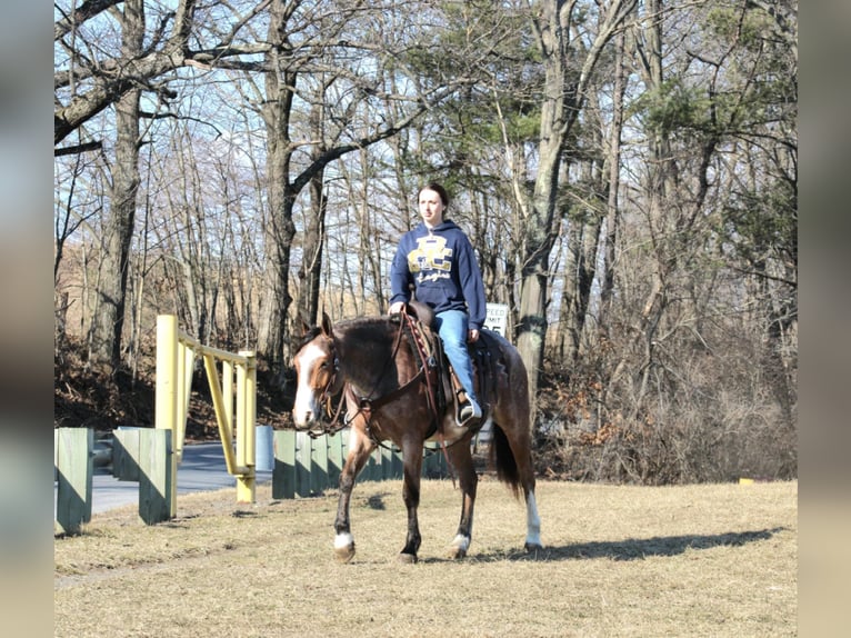 American Quarter Horse Gelding 5 years 14,2 hh in Rebersburg, PA