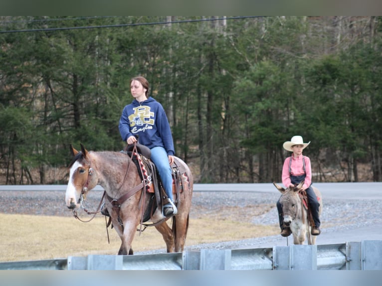 American Quarter Horse Gelding 5 years 14,2 hh in Rebersburg, PA