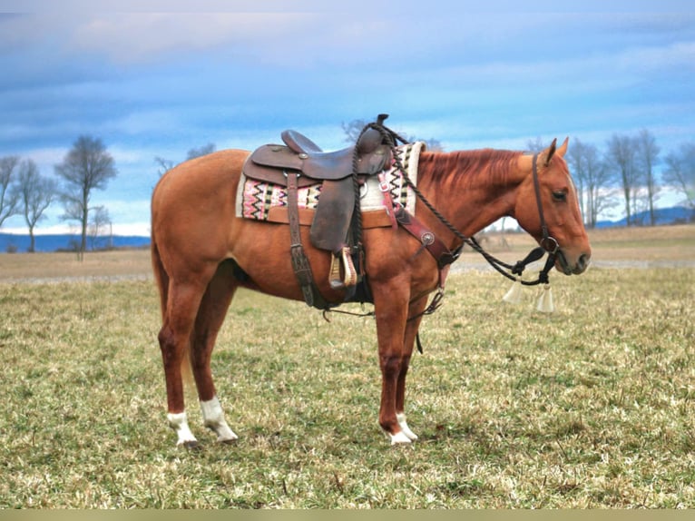 American Quarter Horse Gelding 5 years 14,2 hh Red Dun in Rebersburg, PA