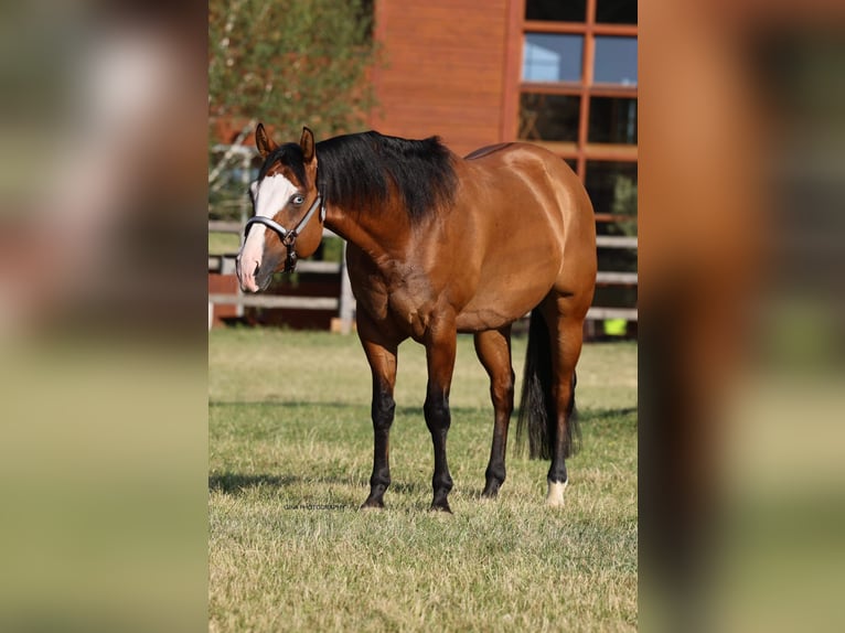 American Quarter Horse Gelding 5 years 14,2 hh Red Dun in Freystadt