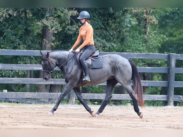 American Quarter Horse Gelding 5 years 14,2 hh Roan-Blue in Clover, SC