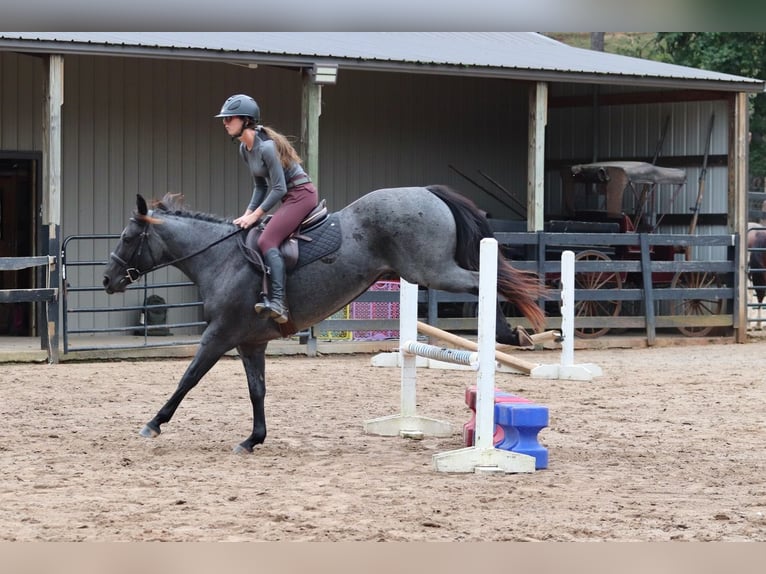 American Quarter Horse Gelding 5 years 14,2 hh Roan-Blue in Clover, SC