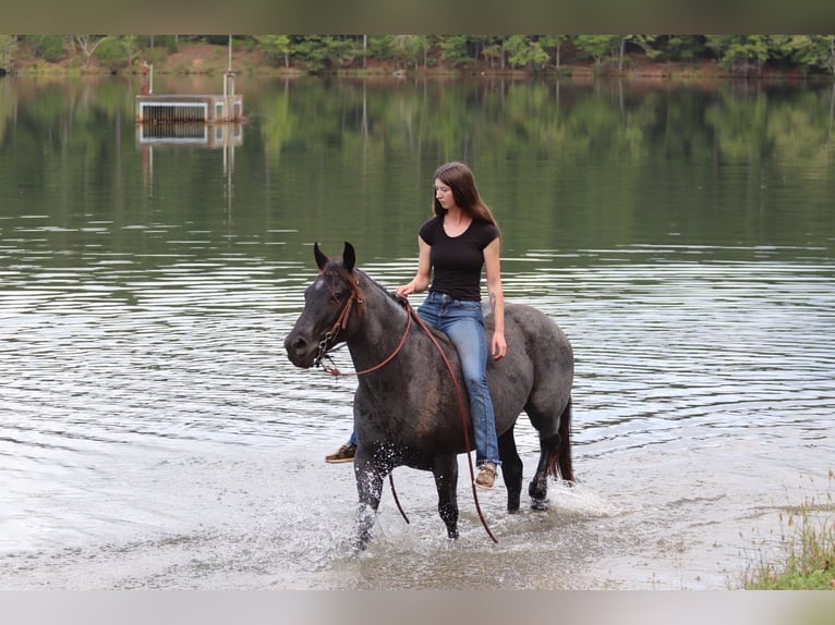 American Quarter Horse Gelding 5 years 14,2 hh Roan-Blue in Clover, SC