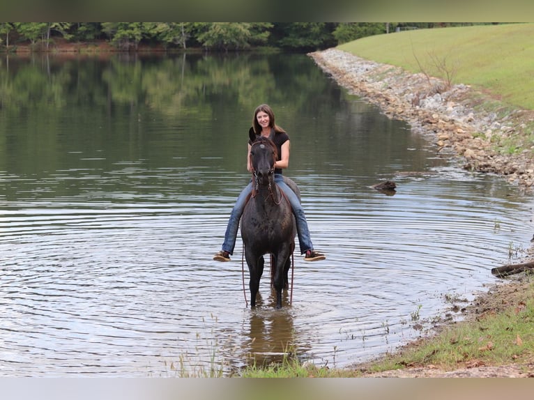 American Quarter Horse Gelding 5 years 14,2 hh Roan-Blue in Clover, SC