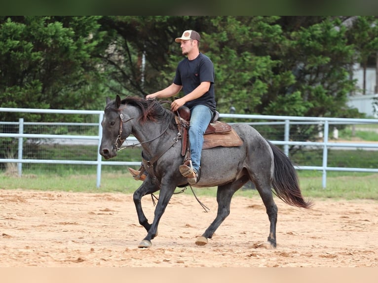 American Quarter Horse Gelding 5 years 14,2 hh Roan-Blue in Clover, SC