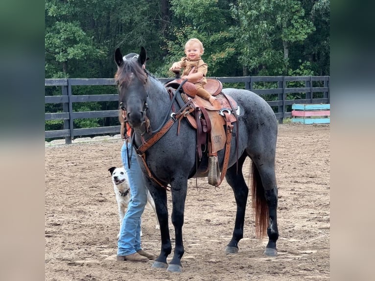 American Quarter Horse Gelding 5 years 14,2 hh Roan-Blue in Clover, SC