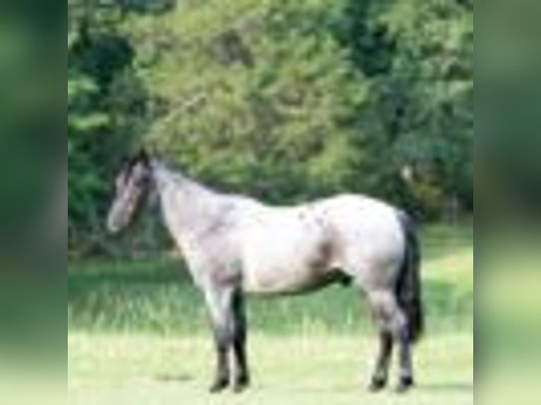 American Quarter Horse Gelding 5 years 14.2 hh Roan-Blue in Greenville Ky