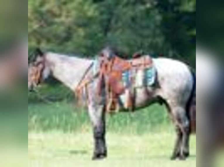 American Quarter Horse Gelding 5 years 14.2 hh Roan-Blue in Greenville Ky