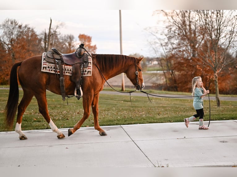 American Quarter Horse Gelding 5 years 14,2 hh Roan-Red in Orrville, OH