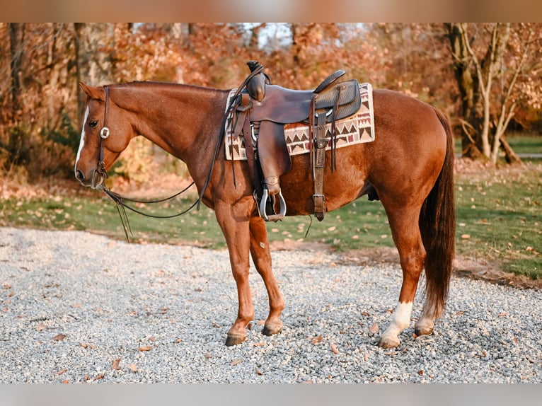 American Quarter Horse Gelding 5 years 14,2 hh Roan-Red in Orrville, OH