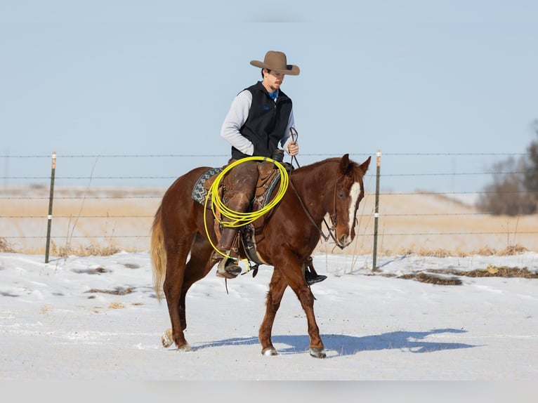 American Quarter Horse Gelding 5 years 14.2 hh Sorrel in Decorah