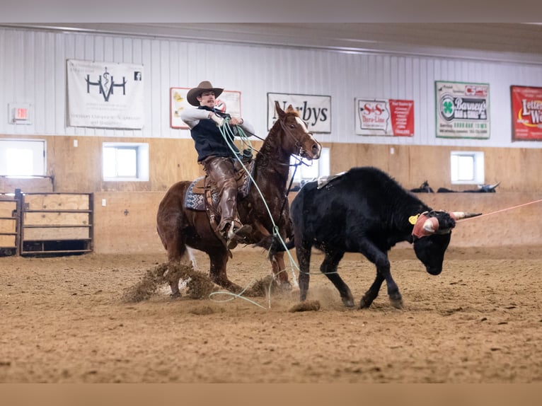 American Quarter Horse Gelding 5 years 14.2 hh Sorrel in Decorah