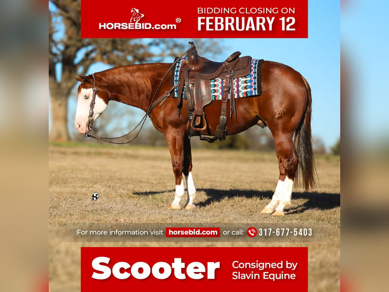 American Quarter Horse Gelding 5 years 14,2 hh Sorrel in Whitesboro