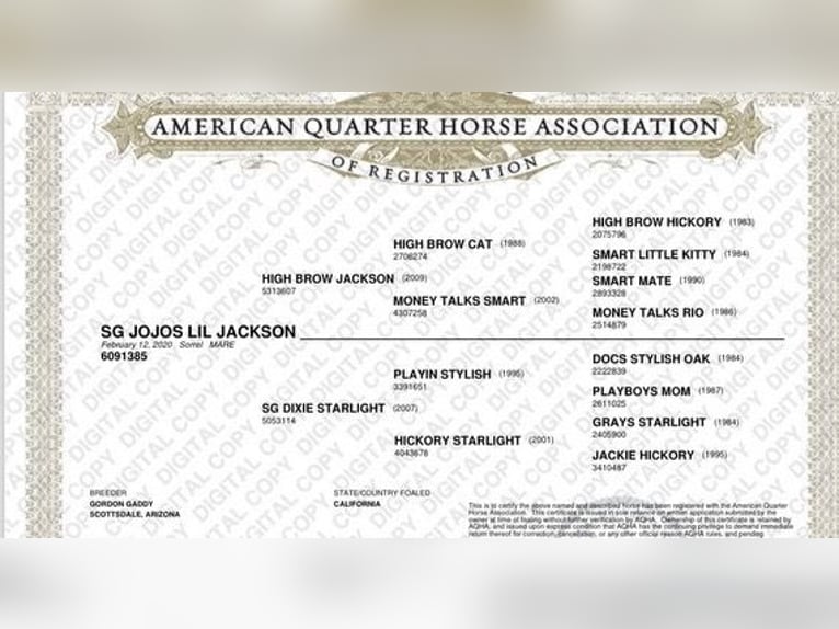 American Quarter Horse Gelding 5 years 14,2 hh Sorrel in Bitterwater CA