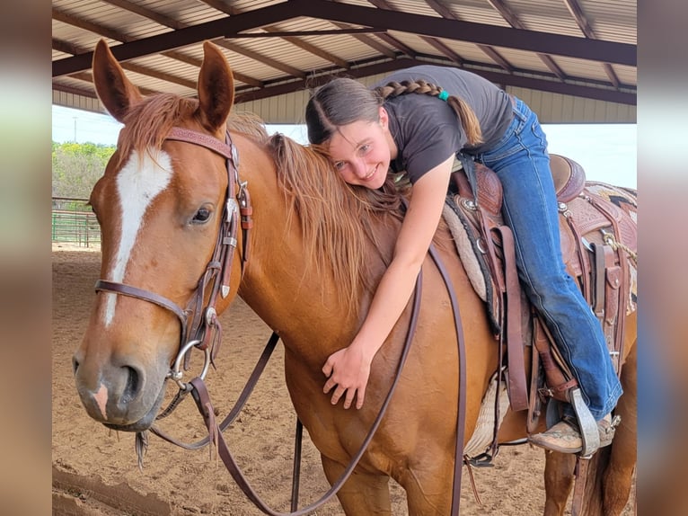 American Quarter Horse Gelding 5 years 14,2 hh Sorrel in Rising Star TX