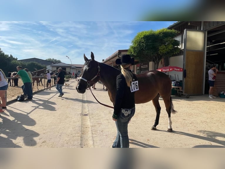 American Quarter Horse Gelding 5 years 14,3 hh Bay-Dark in Memmingen