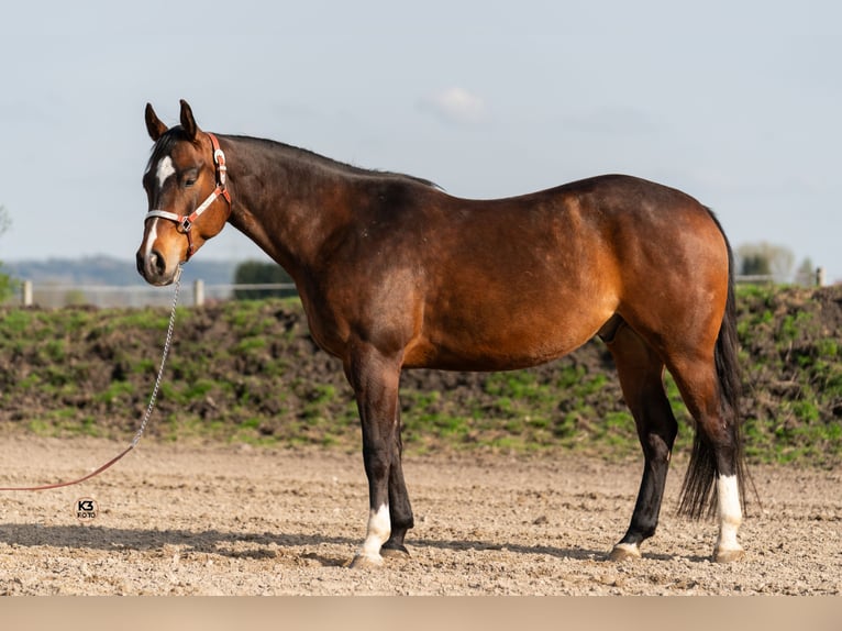 American Quarter Horse Gelding 5 years 14,3 hh Bay-Dark in Memmingen