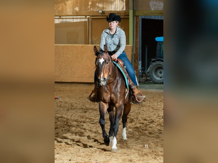 American Quarter Horse Gelding 5 years 14,3 hh Bay-Dark in Memmingen