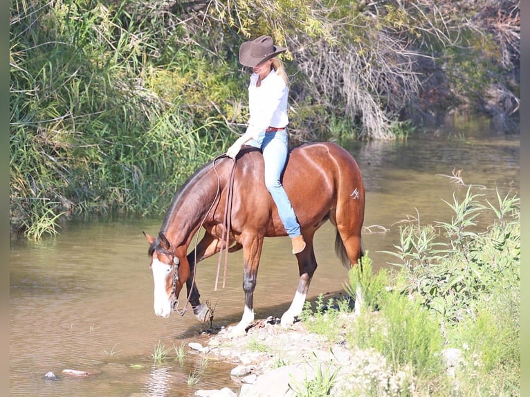 American Quarter Horse Gelding 5 years 14.3 hh Bay in Cave Creek