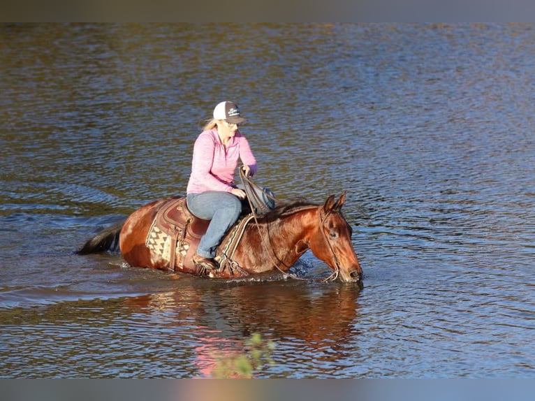 American Quarter Horse Gelding 5 years 14,3 hh Bay in Joshua, TX