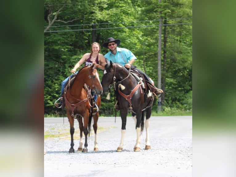 American Quarter Horse Gelding 5 years 14,3 hh Bay in Rebersburg