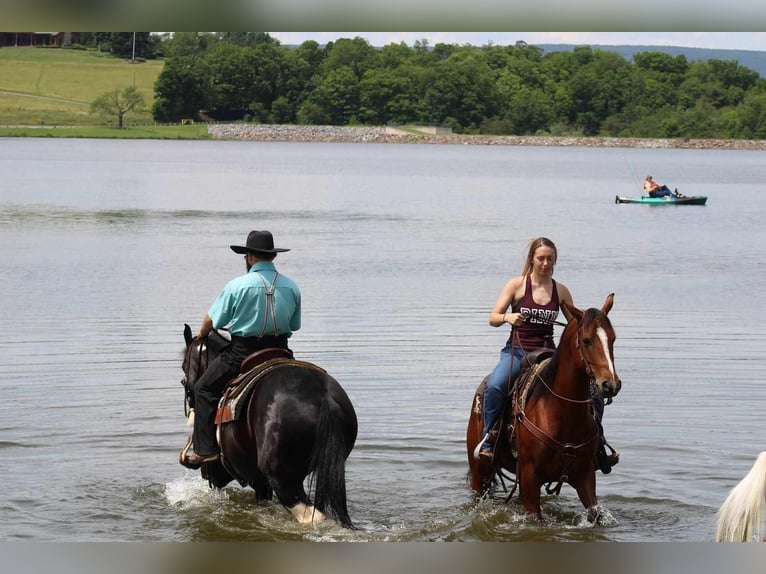 American Quarter Horse Gelding 5 years 14,3 hh Bay in Rebersburg