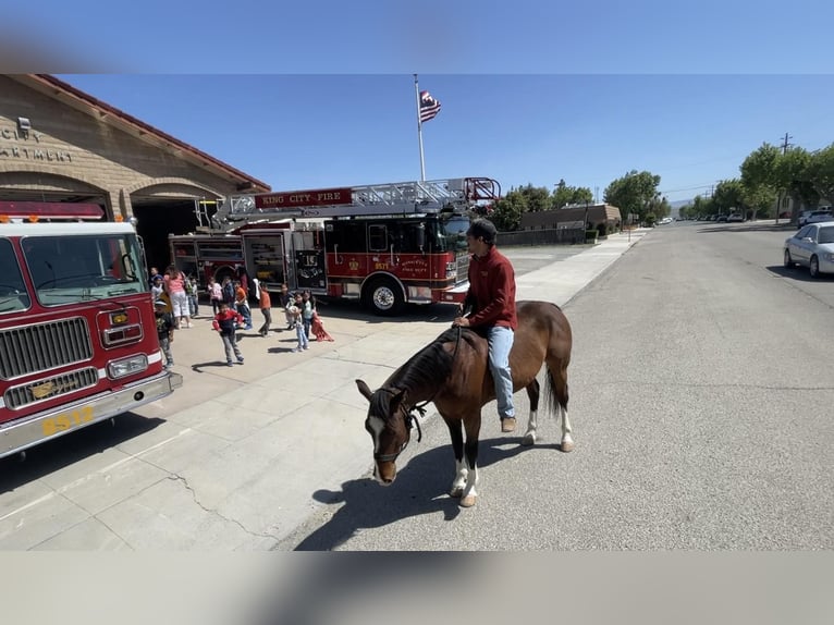 American Quarter Horse Gelding 5 years 14,3 hh Bay in Paicines CA