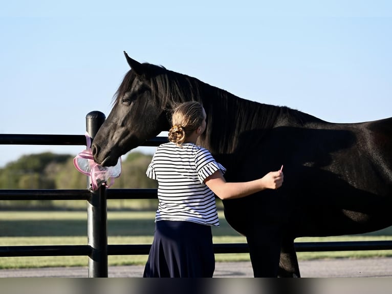 American Quarter Horse Gelding 5 years 14,3 hh Black in Waco