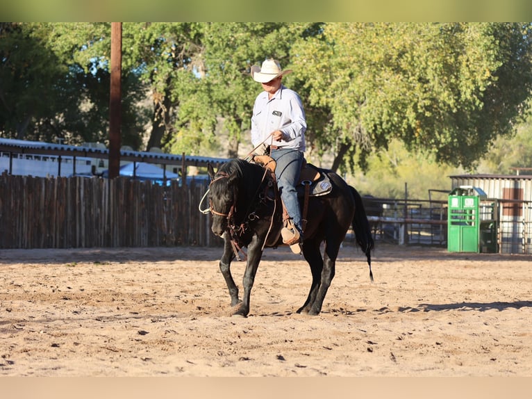 American Quarter Horse Gelding 5 years 14,3 hh Black in Camp Verde