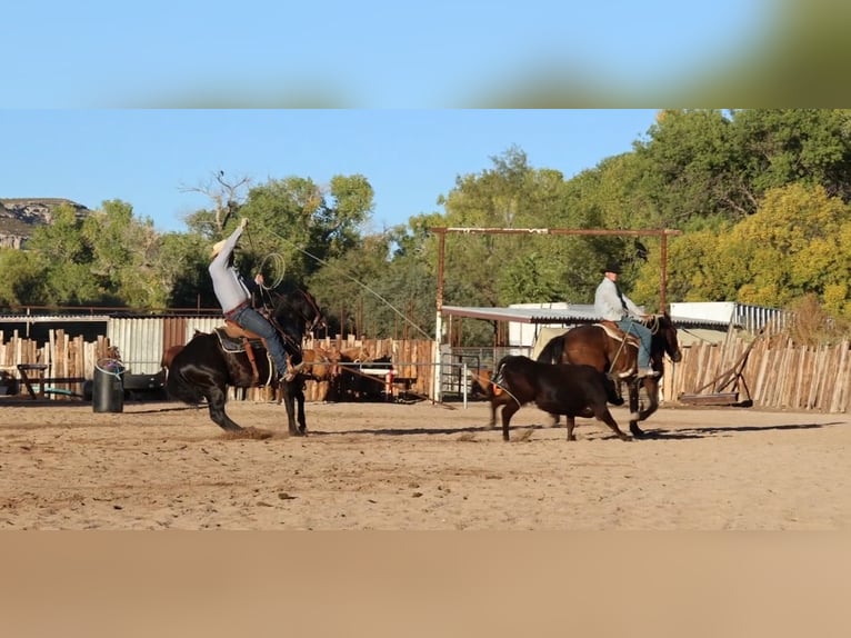 American Quarter Horse Gelding 5 years 14,3 hh Black in Camp Verde