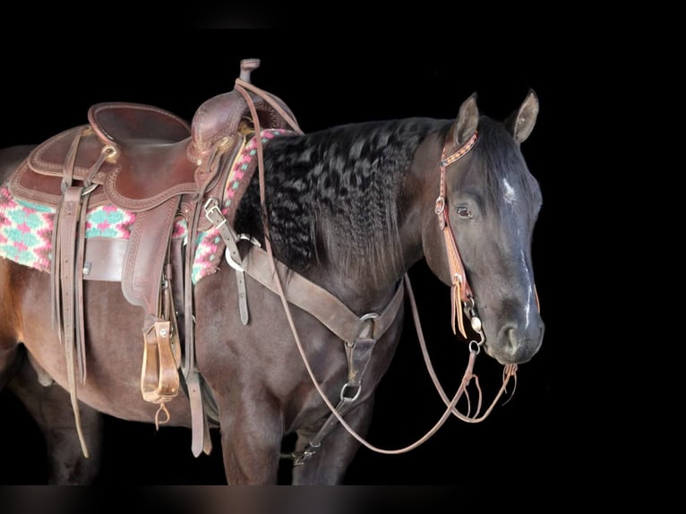 American Quarter Horse Gelding 5 years 14,3 hh Black in Clarion