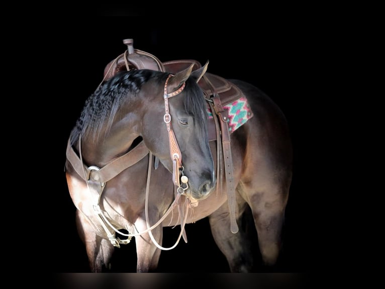 American Quarter Horse Gelding 5 years 14,3 hh Black in Clarion