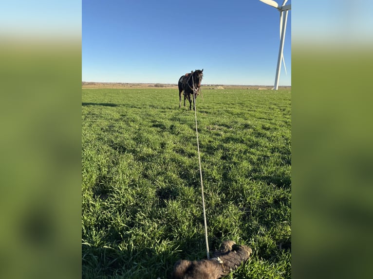 American Quarter Horse Gelding 5 years 14,3 hh Brown in Crescent, OK