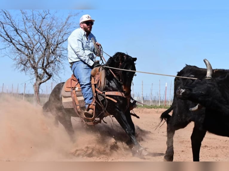 American Quarter Horse Gelding 5 years 14,3 hh Brown in Crescent, OK