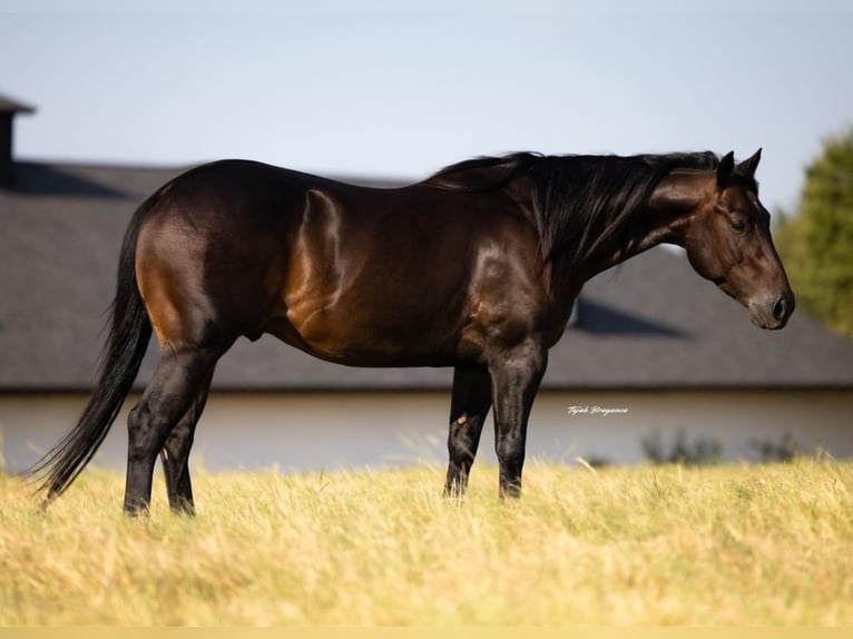 American Quarter Horse Gelding 5 years 14,3 hh Brown in Crescent, OK