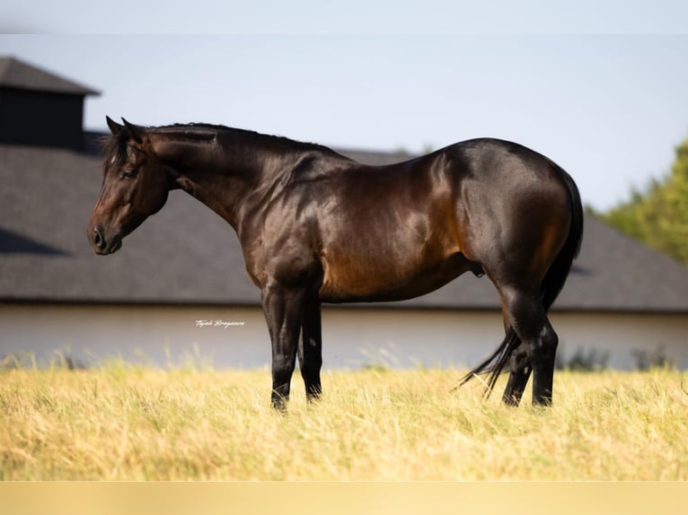 American Quarter Horse Gelding 5 years 14,3 hh Brown in Crescent, OK