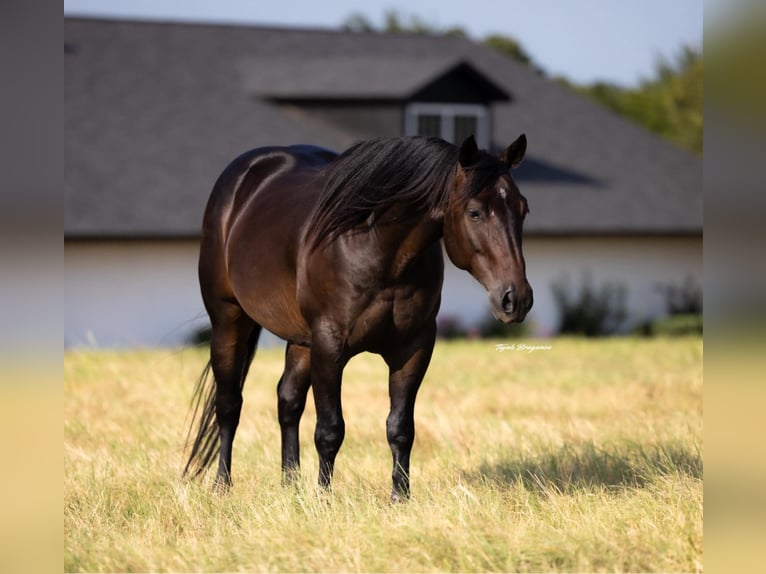American Quarter Horse Gelding 5 years 14,3 hh Brown in Crescent, OK