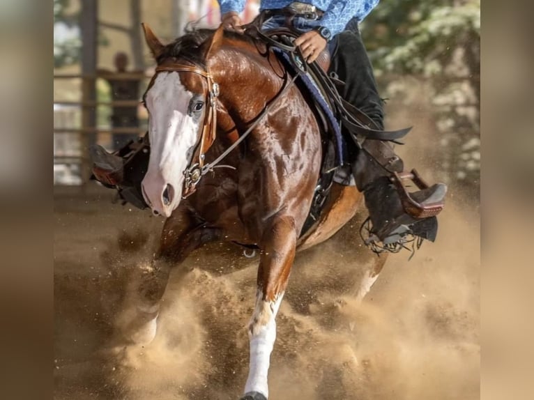 American Quarter Horse Gelding 5 years 14,3 hh Brown in Freystadt