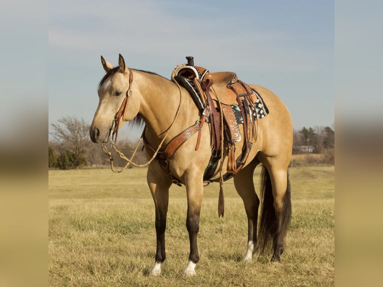 American Quarter Horse Gelding 5 years 14,3 hh Buckskin in Buffalo, MO