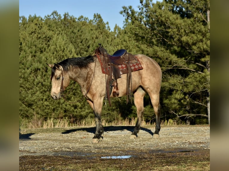 American Quarter Horse Gelding 5 years 14,3 hh Buckskin in Sweet Springs, MO