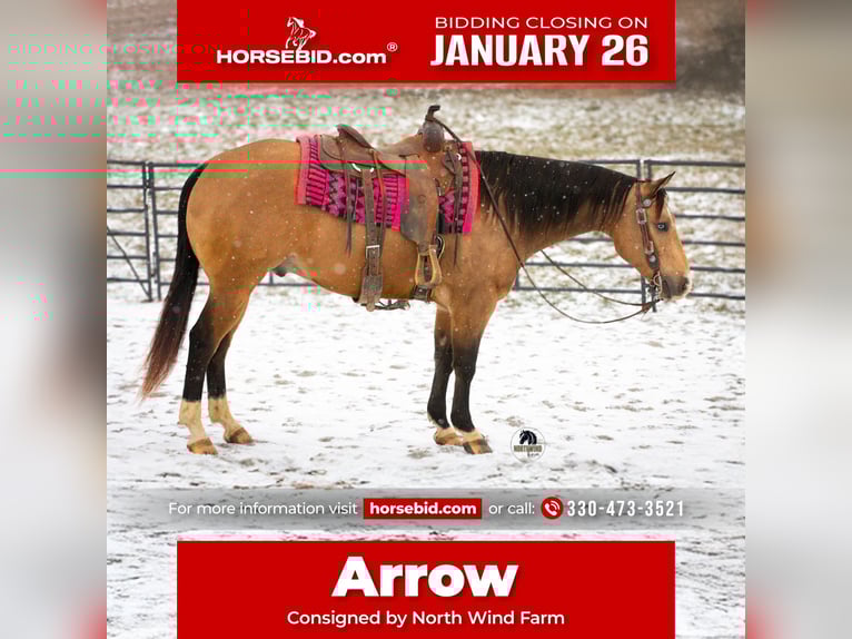 American Quarter Horse Gelding 5 years 14.3 hh Buckskin in Fredericksburg