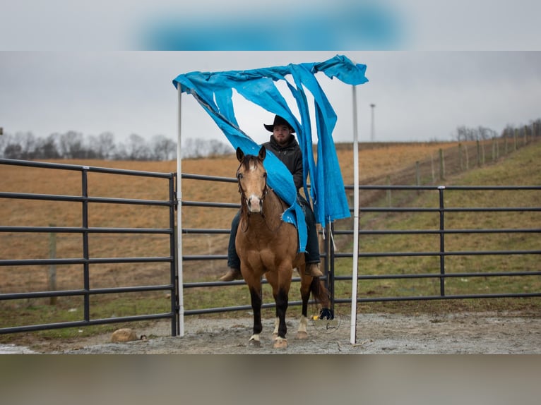 American Quarter Horse Gelding 5 years 14.3 hh Buckskin in Fredericksburg