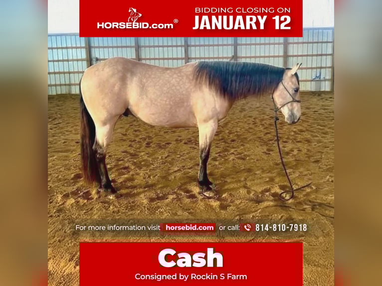 American Quarter Horse Gelding 5 years 14,3 hh Buckskin in Rebersburg