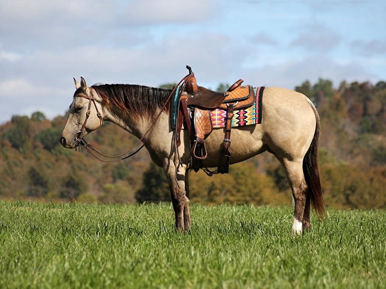 American Quarter Horse Gelding 5 years 14,3 hh Buckskin in Brodhead KY