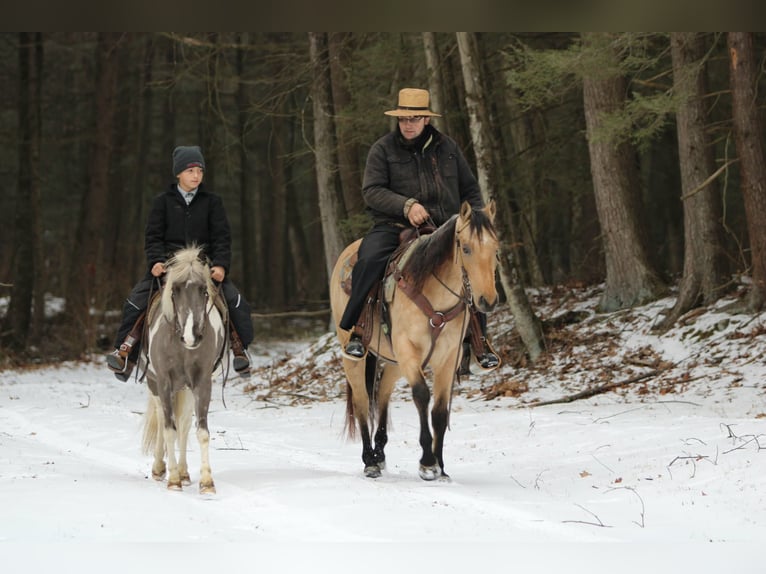 American Quarter Horse Gelding 5 years 14.3 hh Buckskin in Rebersburg