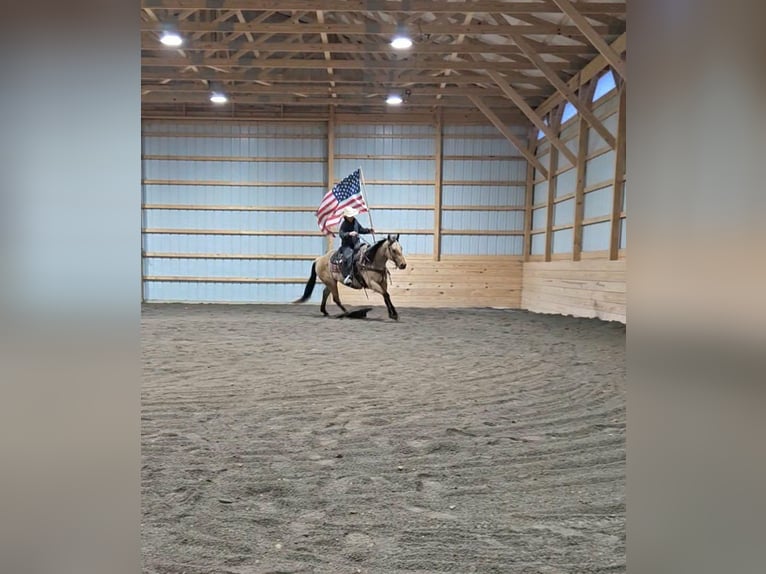 American Quarter Horse Gelding 5 years 14.3 hh Buckskin in Rebersburg