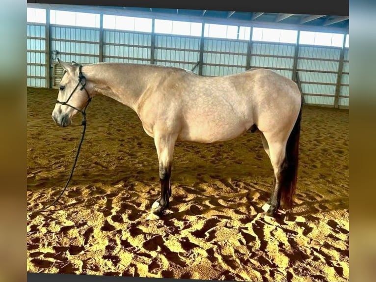American Quarter Horse Gelding 5 years 14.3 hh Buckskin in Rebersburg