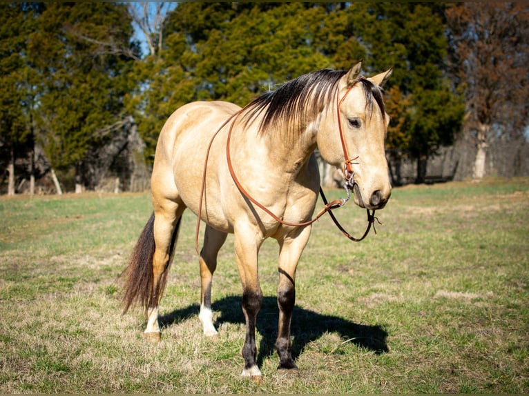American Quarter Horse Gelding 5 years 14,3 hh Buckskin in Greenville Ky