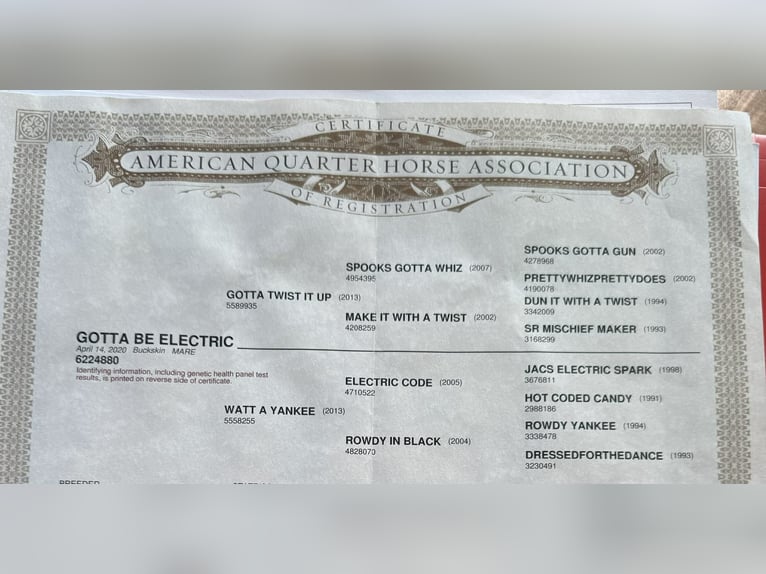 American Quarter Horse Gelding 5 years 14,3 hh Buckskin in Paicines CA