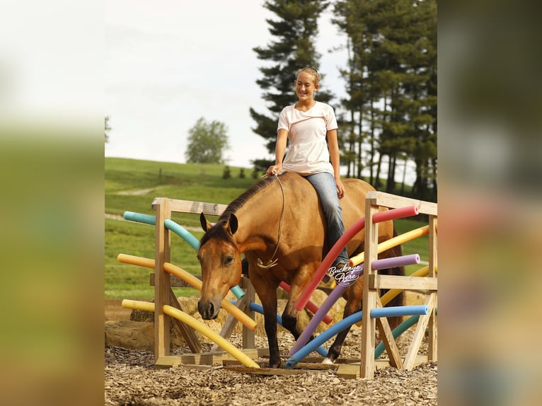 American Quarter Horse Gelding 5 years 14.3 hh Buckskin in Millersburg